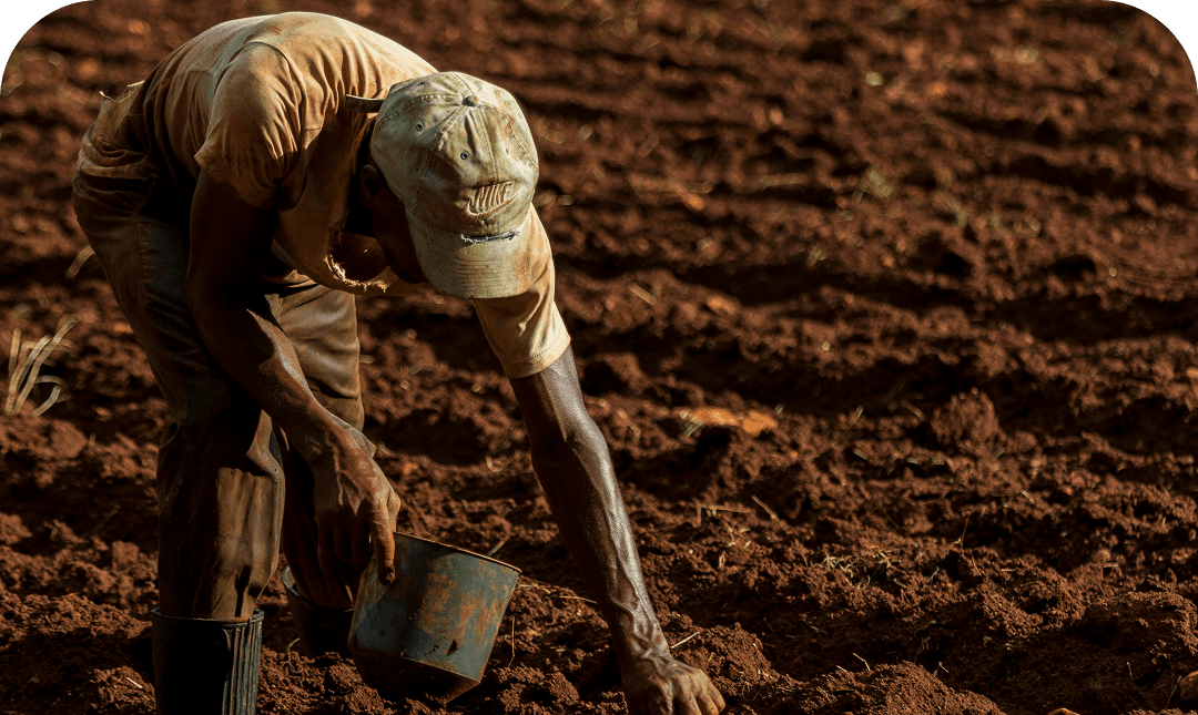 The Impact of Genetically Modified Organisms (GMOs) on Farmers and the Environment: A Comprehensive Analysis