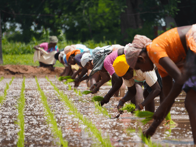 Introduction to eFARM Potential Impacts